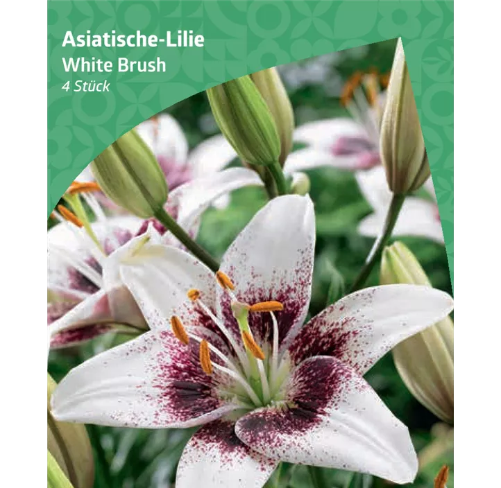 Asiatische-Lilie 'White Brush'