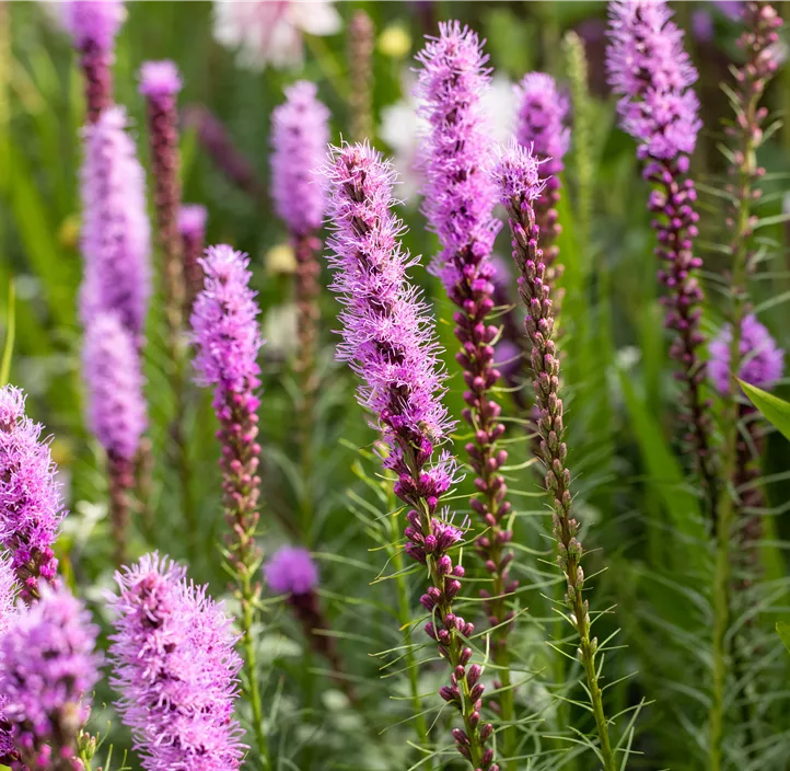 Ährige Prachtscharte