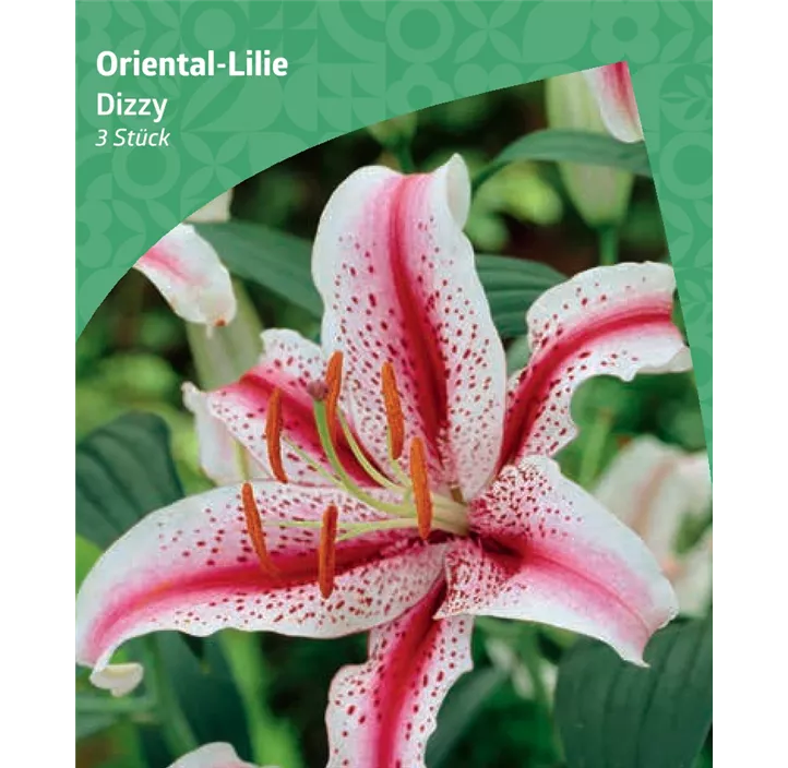 Orientalische Lilie 'Dizzy'
