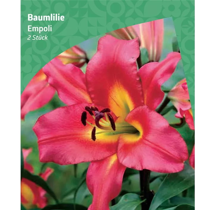Baumlilie 'Empoli'
