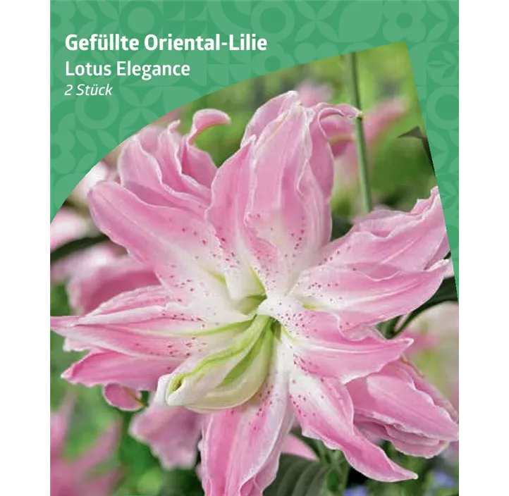 Gefüllte Oriental-Lilie 'Lotus Elegance'