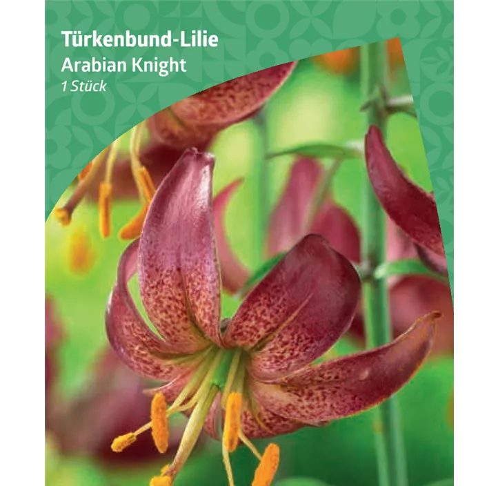 Türkenbund-Lilie 'Arabian Knight'