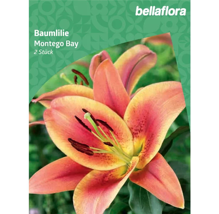 Baumlilie 'Montego Bay'