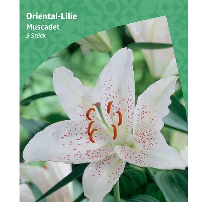 Orientalische Lilie 'Muscadet'