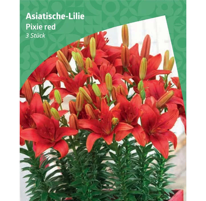 Asiatische-Lilie 'Pixie', rot