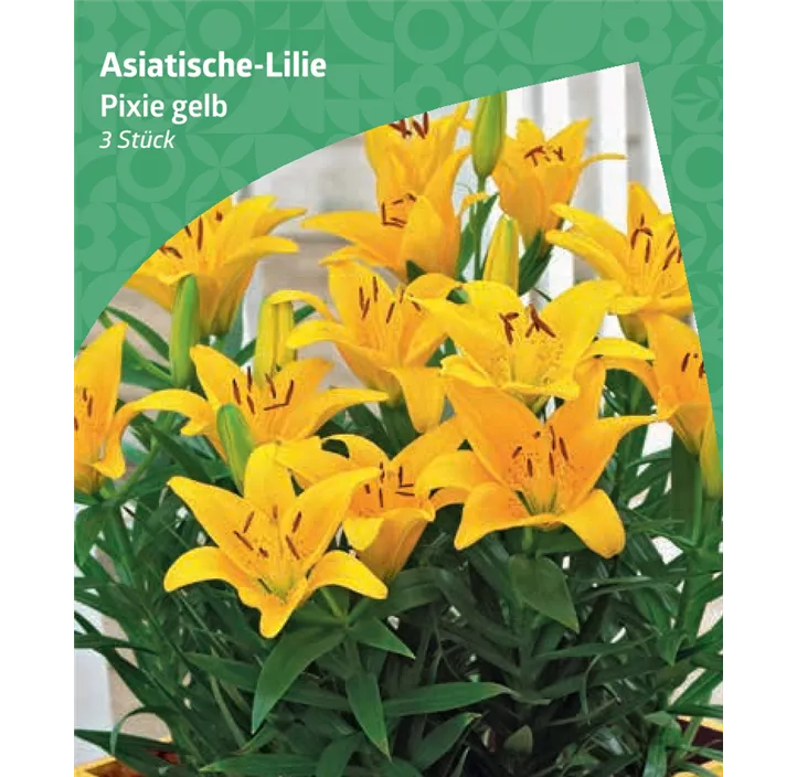 Asiatische-Lilie 'Pixie', gelb