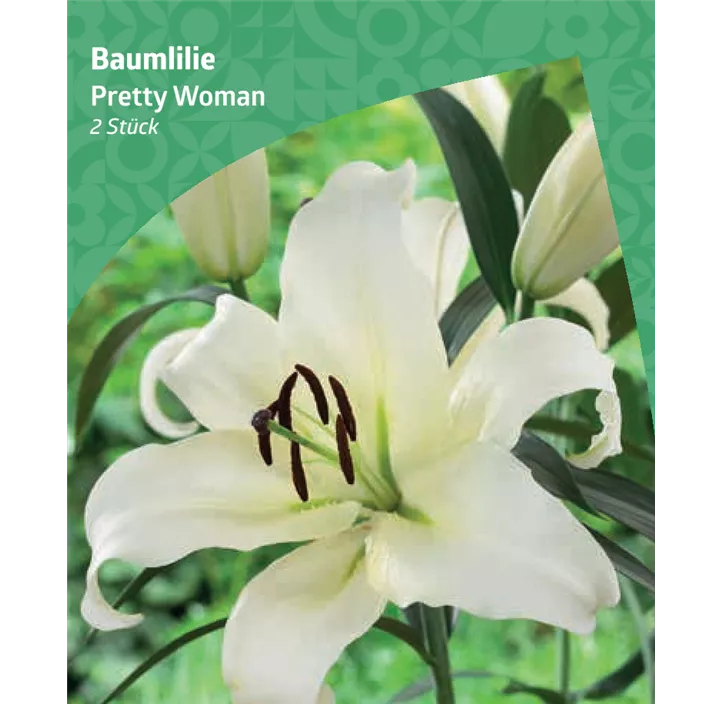 Baumlilie 'Pretty Woman'