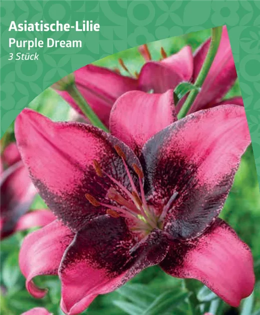 Lilium 'Purple Dream', Asiatische-Lilie 'Purple Dream' - Bellaflora