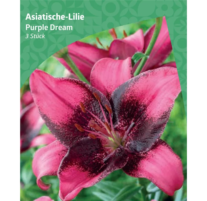 Asiatische-Lilie 'Purple Dream'