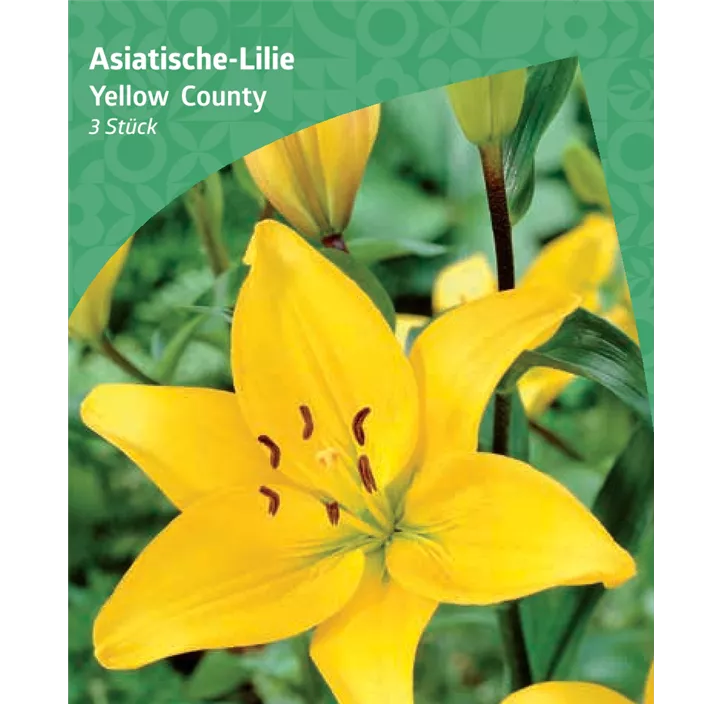 Asiatische-Lilie 'Yellow County'
