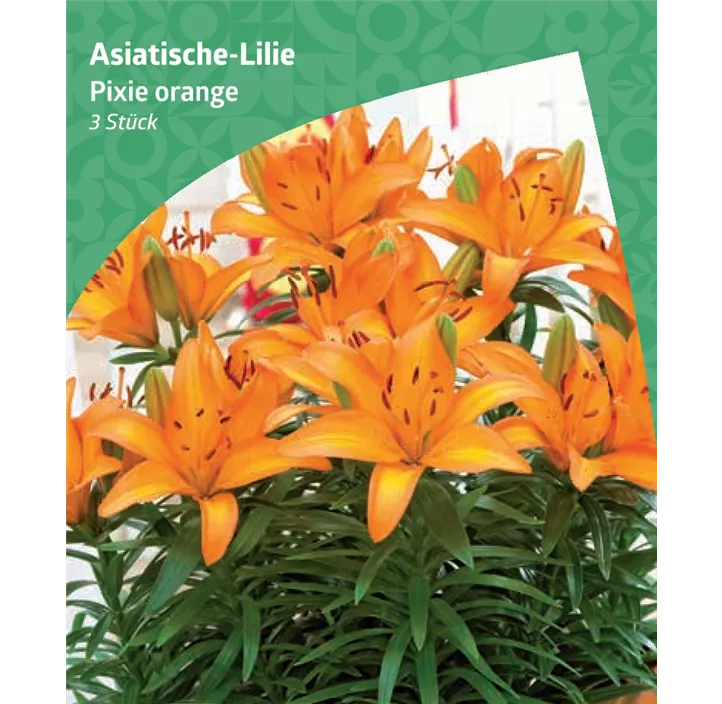 Asiatische-Lilie 'Pixie', orange