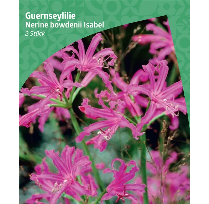 Guernsey-Lilie 'Isabel'