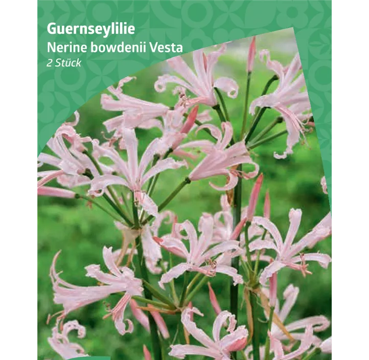 Guernsey-Lilie 'Vesta'