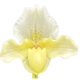 Paphiopedilum hybride Rosy Dawn