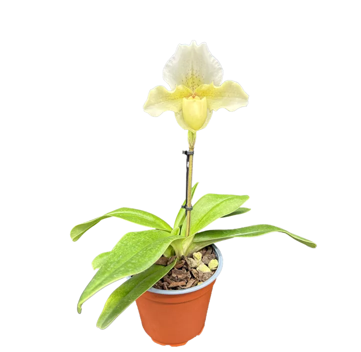 Frauenschuh 'Rosy Dawn'