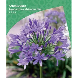 Agapanthus africanus, blue