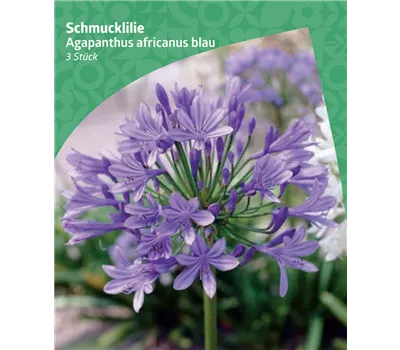 Agapanthus africanus, blue