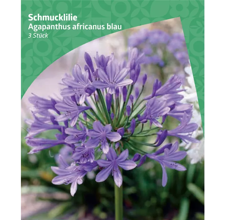 Schmucklilie, blau