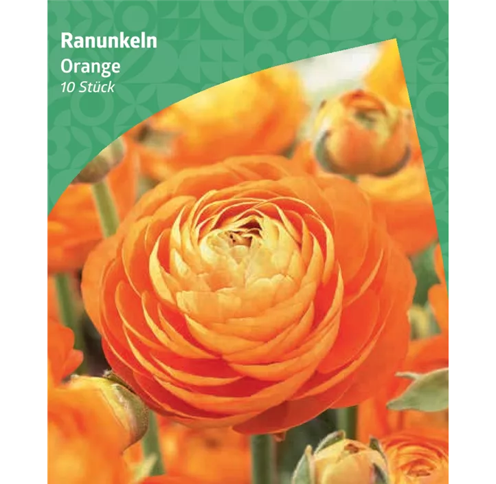 Ranunkeln, orange