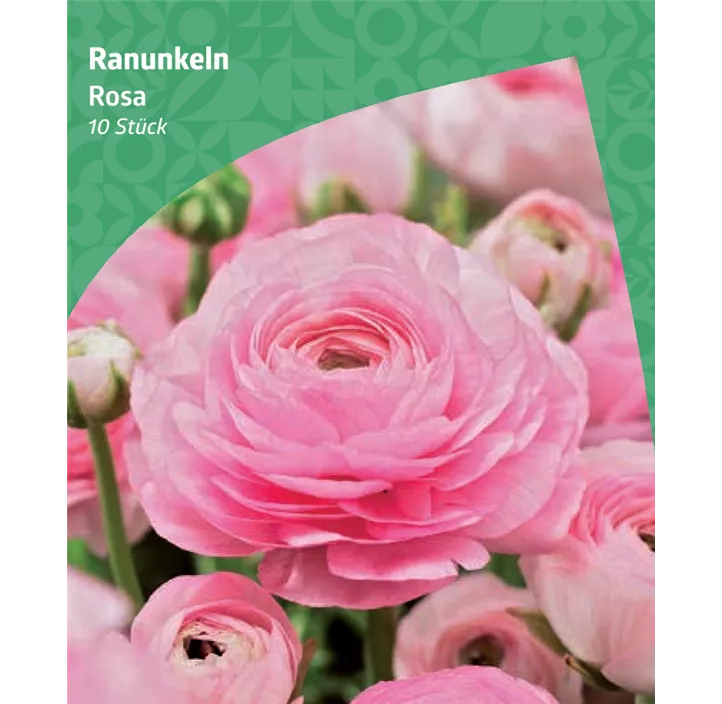 Ranunkeln, rosa