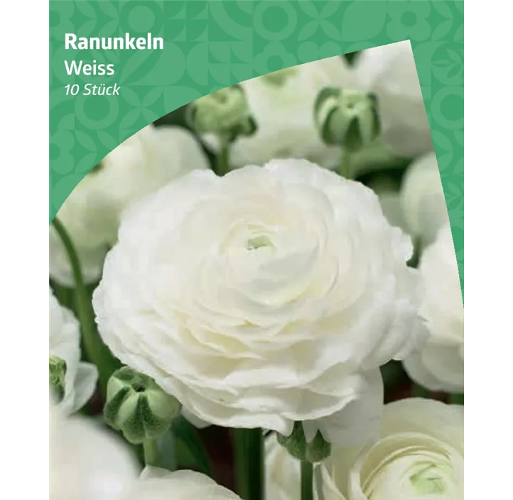 Ranunkeln, weiß