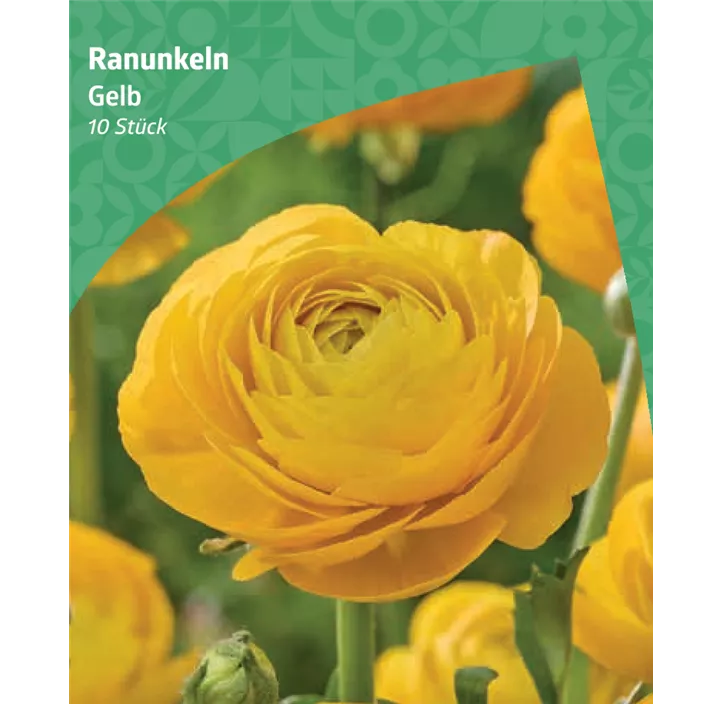 Ranunkeln, gelb