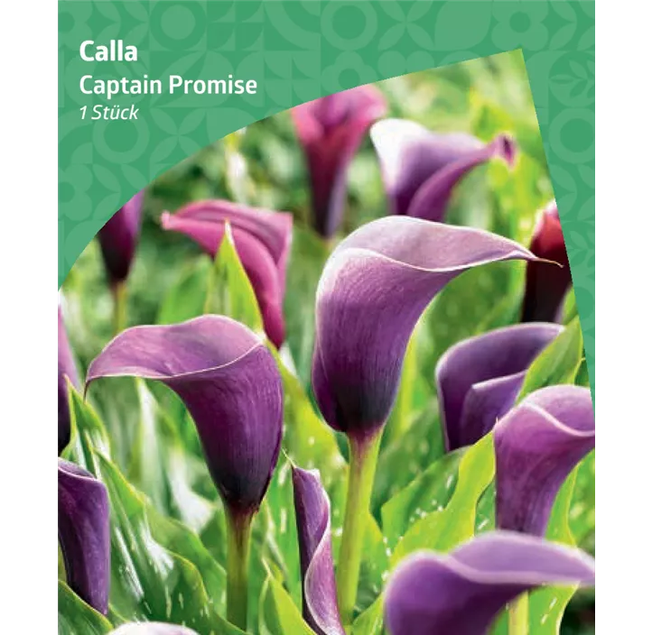 Calla 'Captain Promise'