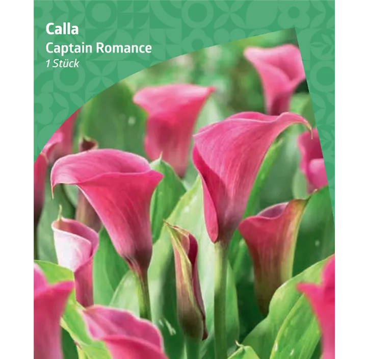 Calla 'Captain Romance'