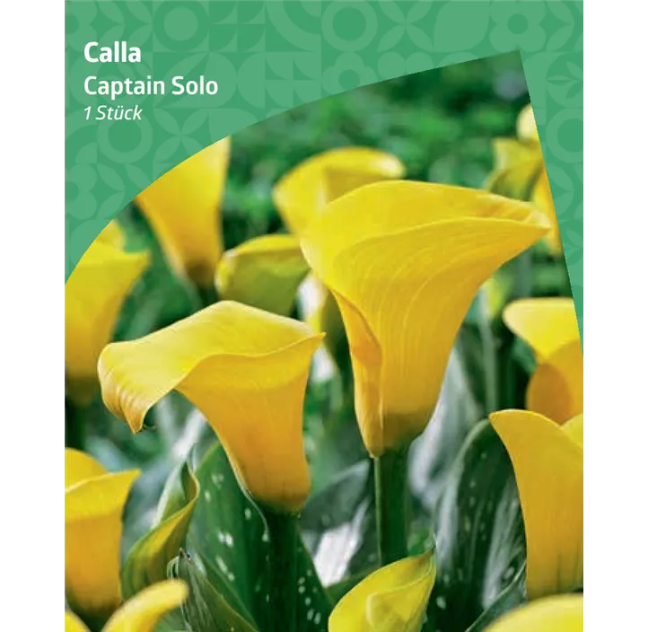 Calla 'Captain Solo'