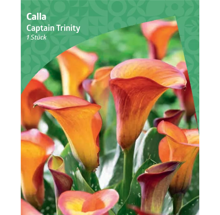 Calla 'Captain Trinity'