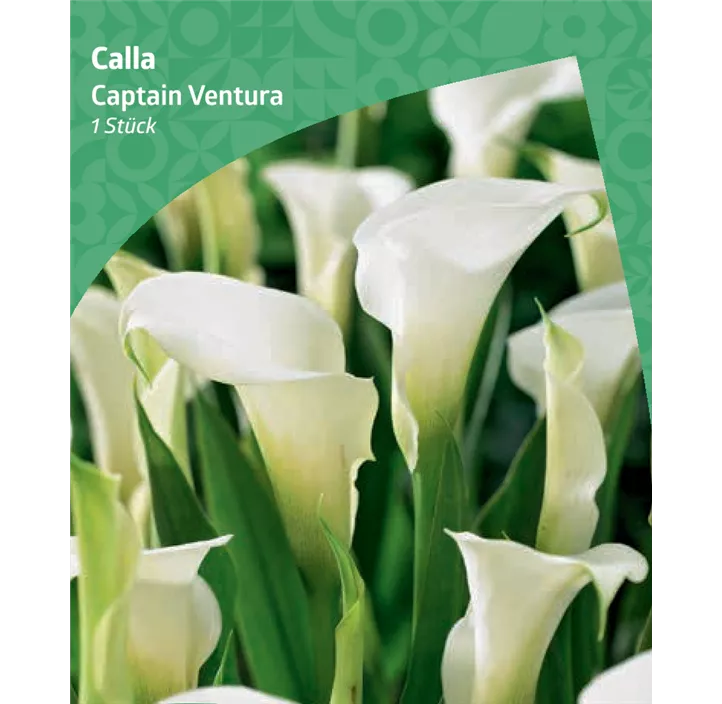 Calla 'Captain Ventura'