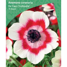 Anemone de Caen 'Hollandia'