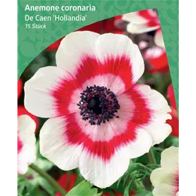 Anemone de Caen 'Hollandia'