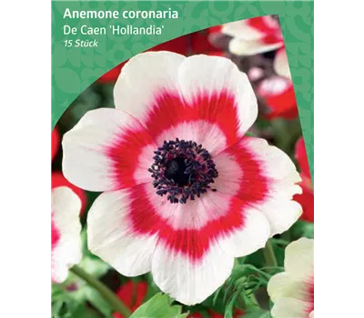 Anemone de Caen 'Hollandia'