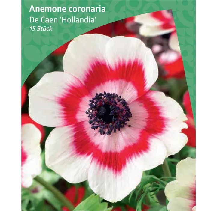 Anemone de Caen 'Hollandia'
