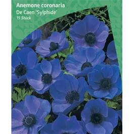 Anemone De Caen 'Sylphide'