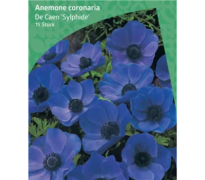 Anemone De Caen 'Sylphide'