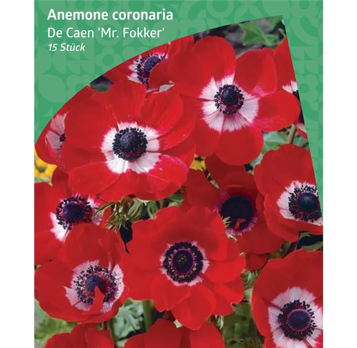 Anemone 'Mr. Fokker'