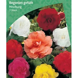 Begonia Double Mischung