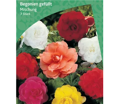 Begonia Double Mischung