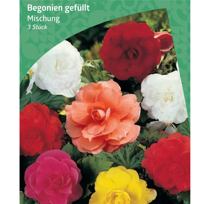 Knollenbegonie gefüllt