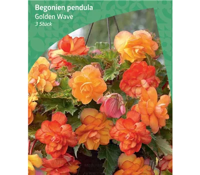 Begonia pendula 'Golden Wave'