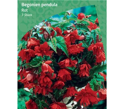 Begonia Pendula, Red