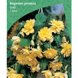 Begonia Pendula, Yellow