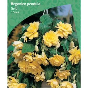 Begonia Pendula, Yellow
