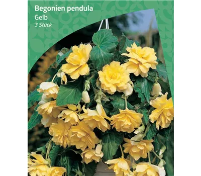 Begonia Pendula, Yellow