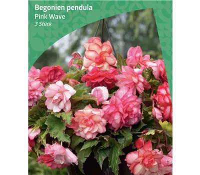 Begonia 'Pink Wave'