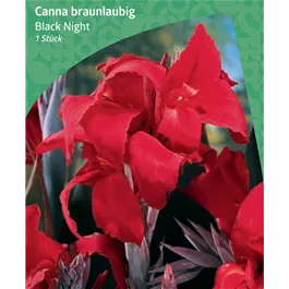 Canna braunlaubig 'Black Night'