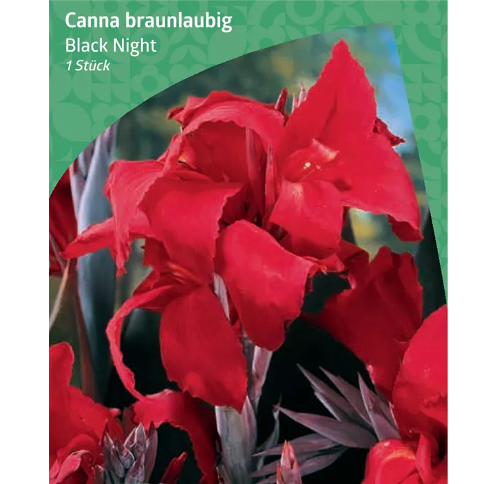 Indisches Blumenrohr 'Black Night'