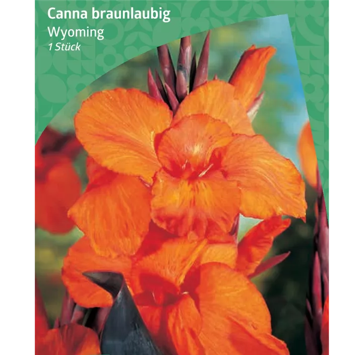 Indisches Blumenrohr 'Wyoming'